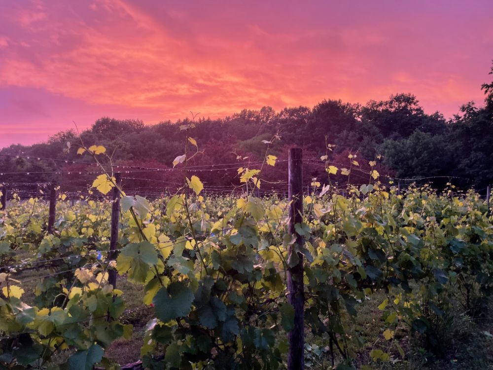 6 Linden Dreihart Winery Gallery